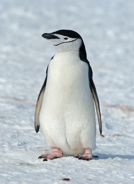 Chinstrap_Penguin_07_Antarctica_043