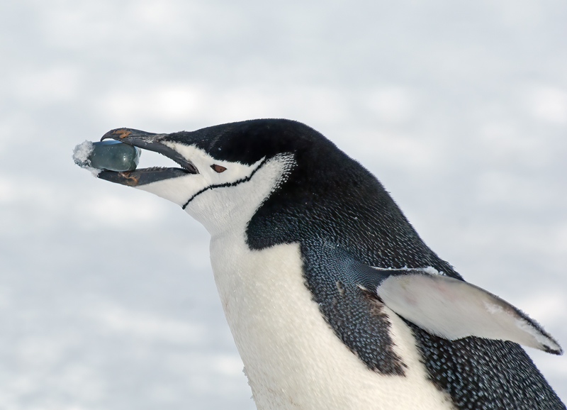 Chinstrap_Penguin_07_Antarctica_057