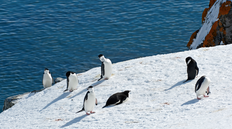 Chinstrap_Penguin_07_Antarctica_077