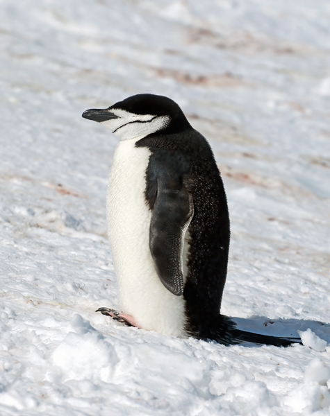 Chinstrap_Penguin_07_Antarctica_080