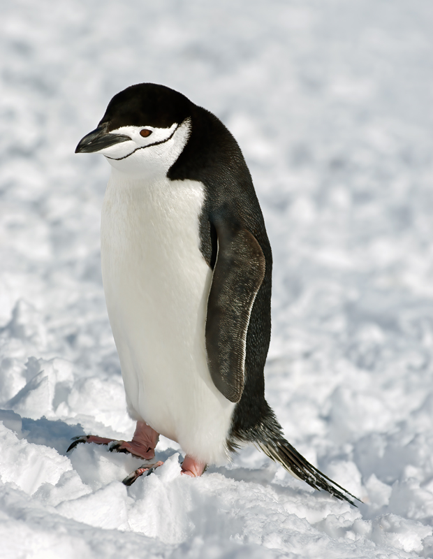 Chinstrap_Penguin_07_Antarctica_083
