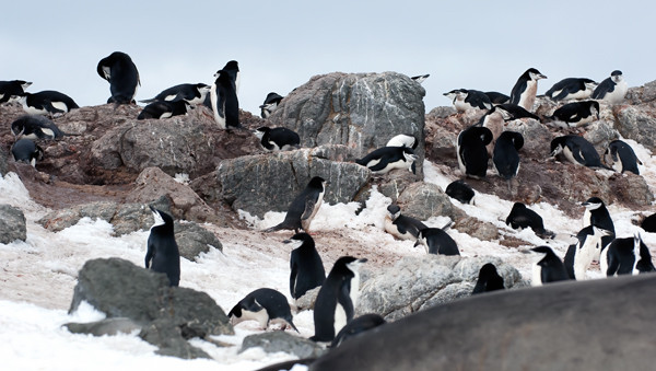 Chinstrap_Penguin_07_Antarctica_084
