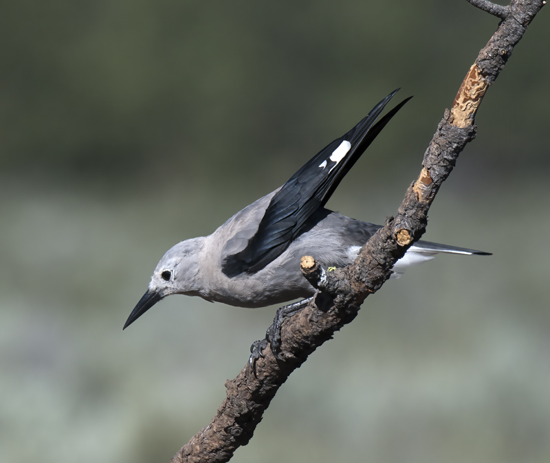 Clarks_Nutcracker_17_OR_001