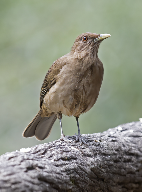 Clay-colored_Thrush_18_Costa_Rica_011