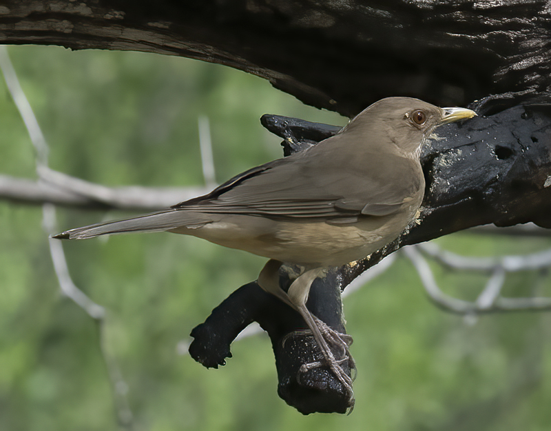 Clay-colored_Thrush_TX_18_004
