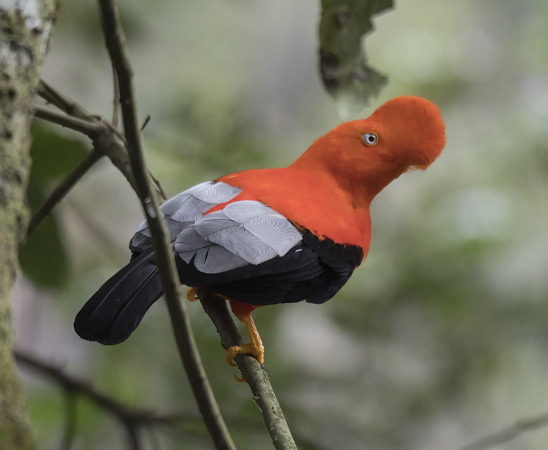 Cock_of_the_Rock_17_Peru_034