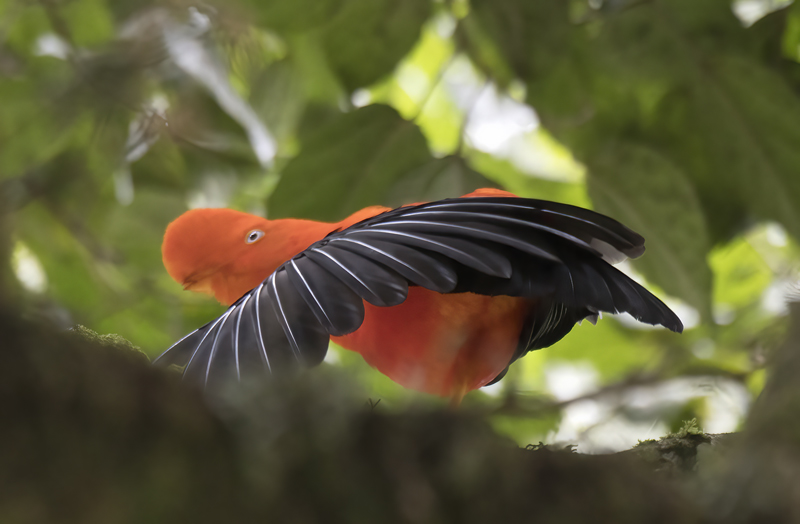 Cock_of_the_Rock_17_Peru_068