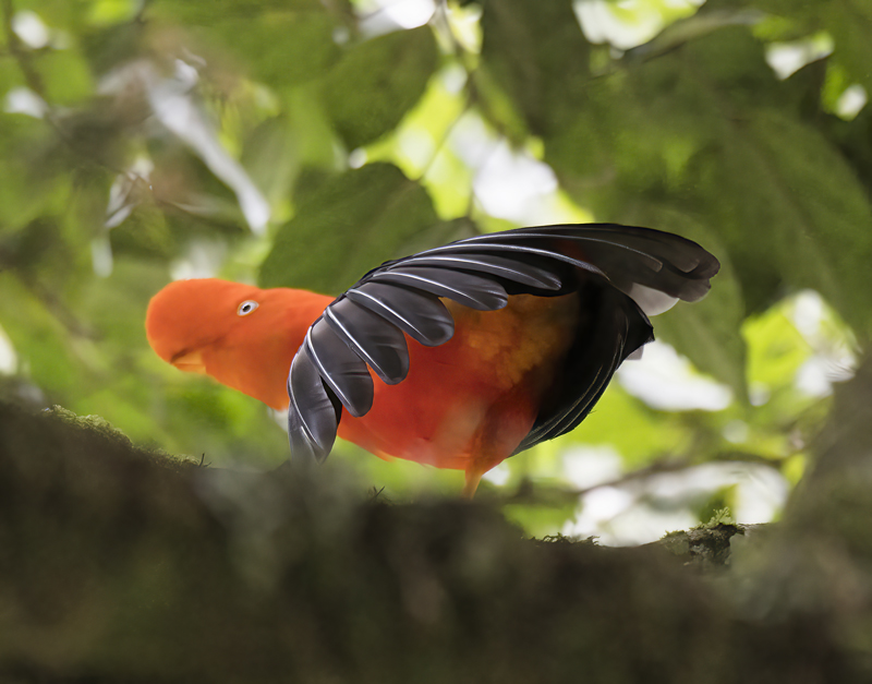 Cock_of_the_Rock_17_Peru_074