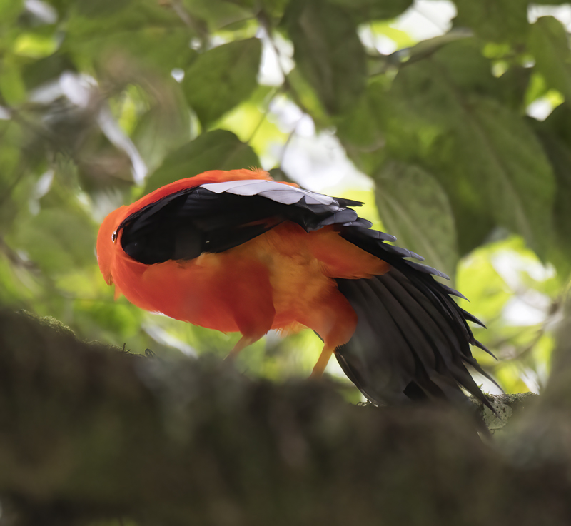 Cock_of_the_Rock_17_Peru_121