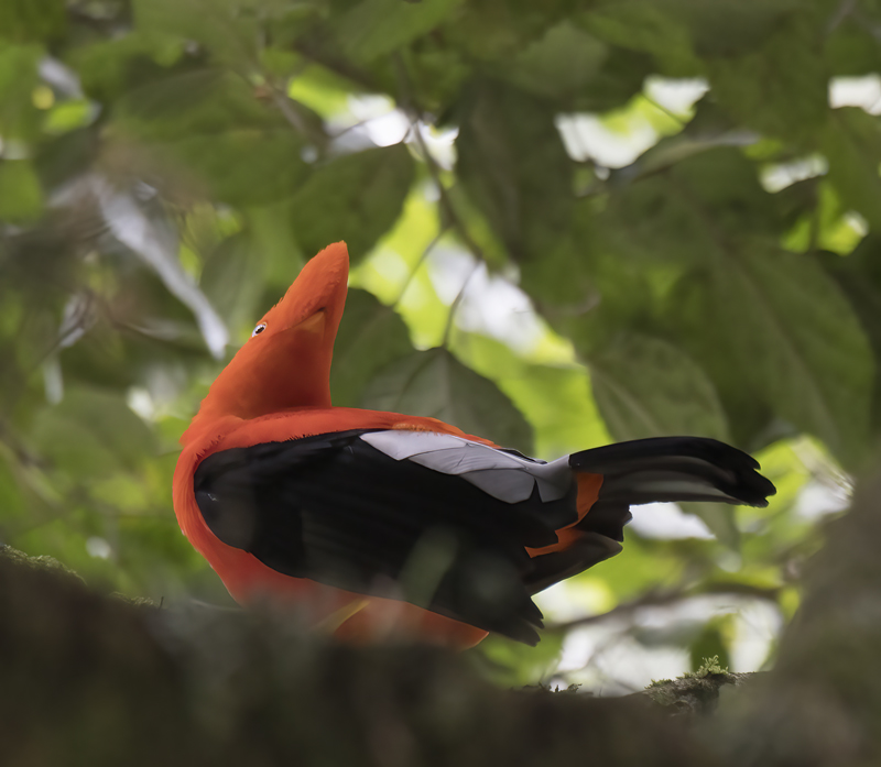 Cock_of_the_Rock_17_Peru_133