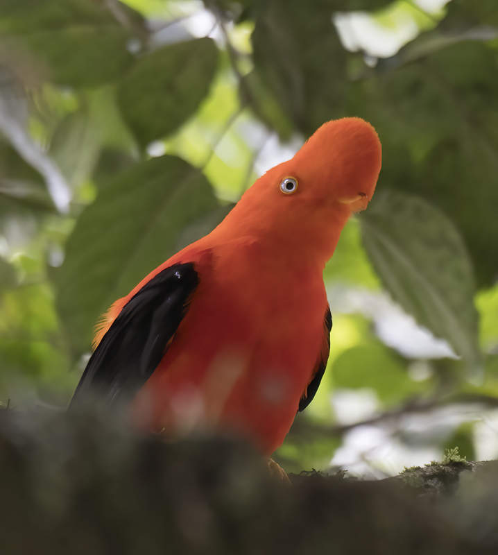 Cock_of_the_Rock_17_Peru_160