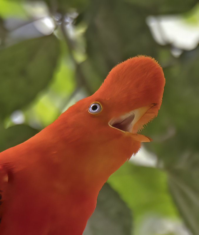 Cock_of_the_Rock_17_Peru_175