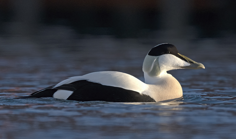 Common_Eider_23_Norway_047