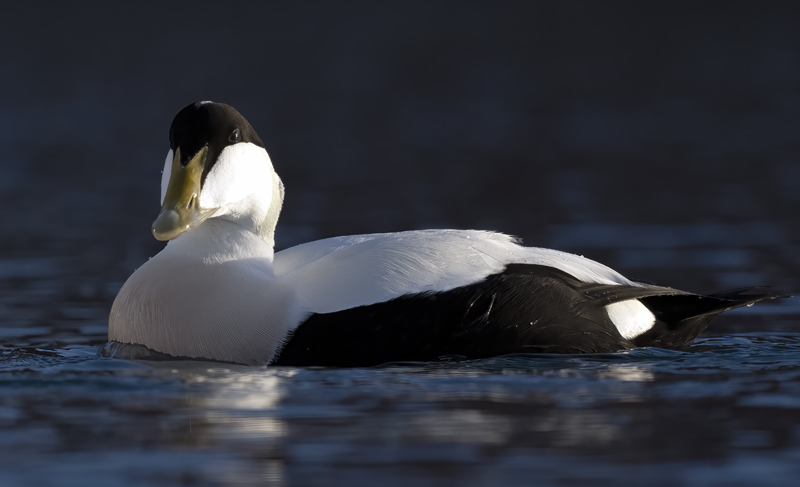 Common_Eider_23_Norway_053
