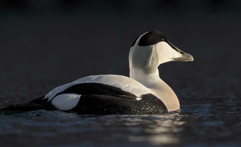 Common_Eider_23_Norway_058