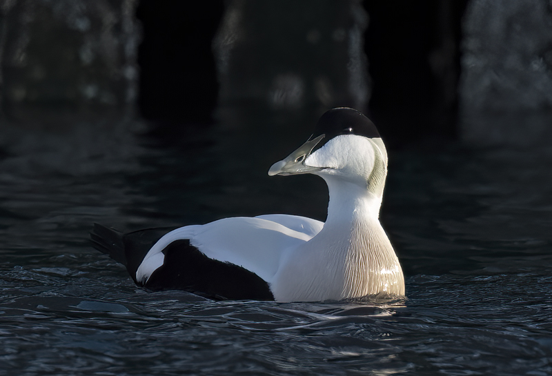 Common_Eider_23_Norway_068