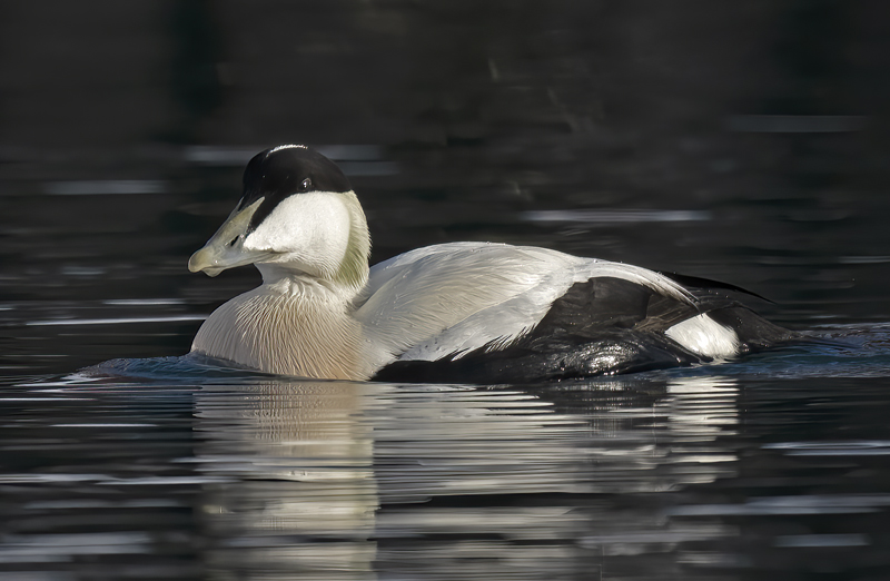 Common_Eider_23_Norway_082