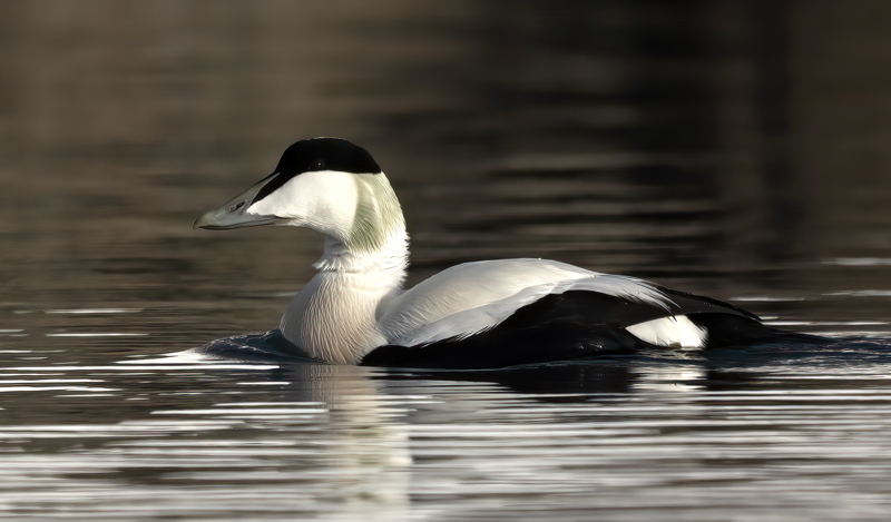Common_Eider_23_Norway_091