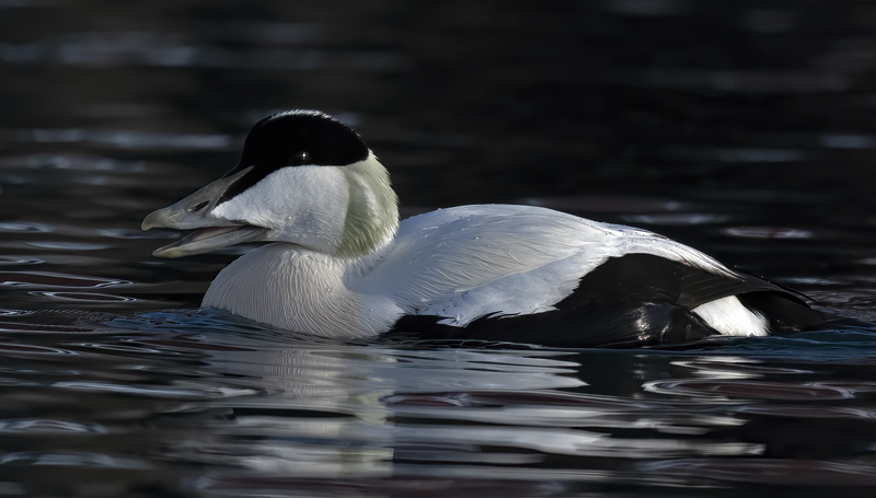 Common_Eider_23_Norway_120