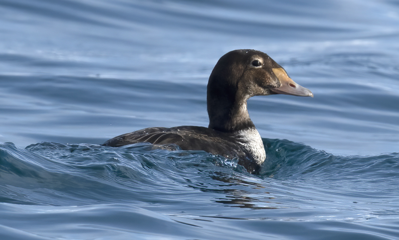 Common_Eider_23_Norway_140