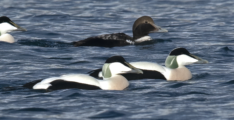Common_Eider_23_Norway_144