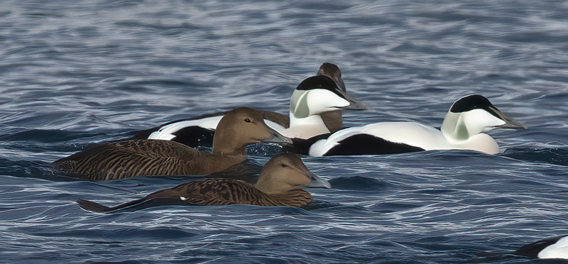 Common_Eider_23_Norway_144aaa