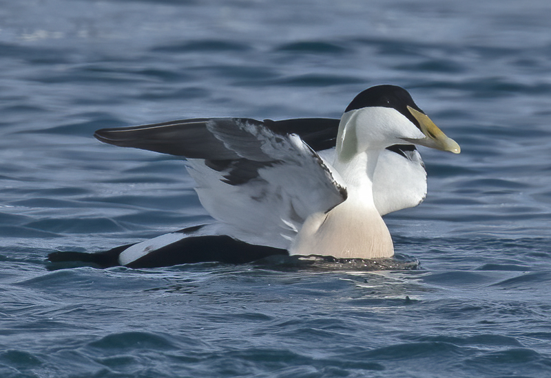 Common_Eider_23_Norway_148