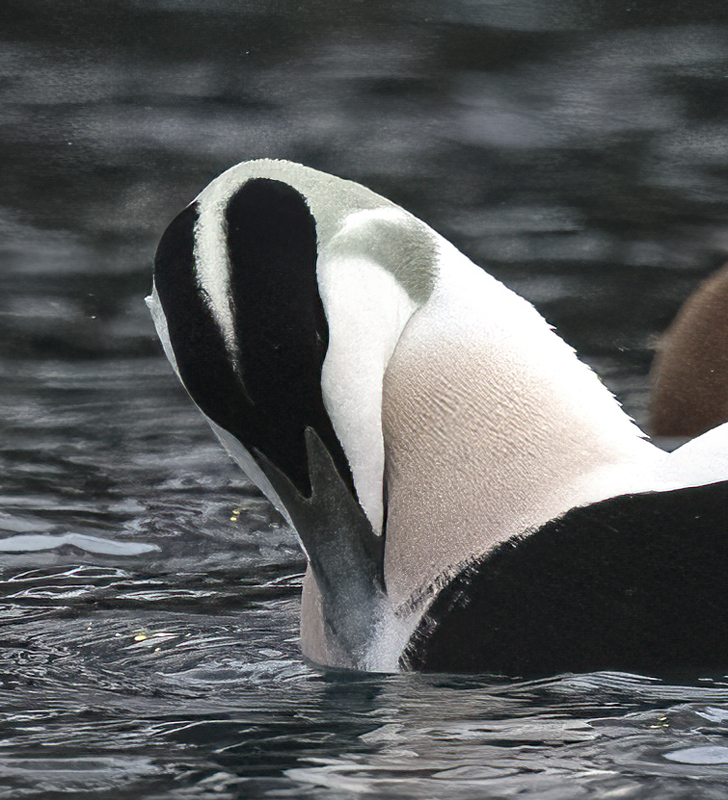 Common_Eider_23_Norway_175