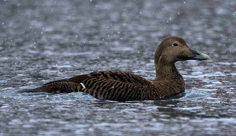 Common_Eider_23_Norway_191