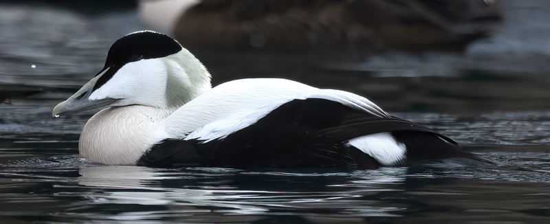 Common_Eider_23_Norway_193