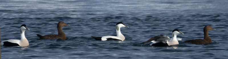 Common_Eider_23_Norway_931