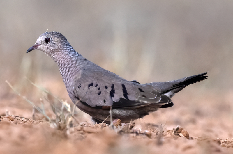 Common_Ground-dove_22_TX_008