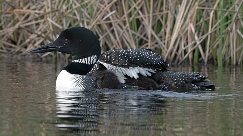 Common_Loon_23_Canada_L_707
