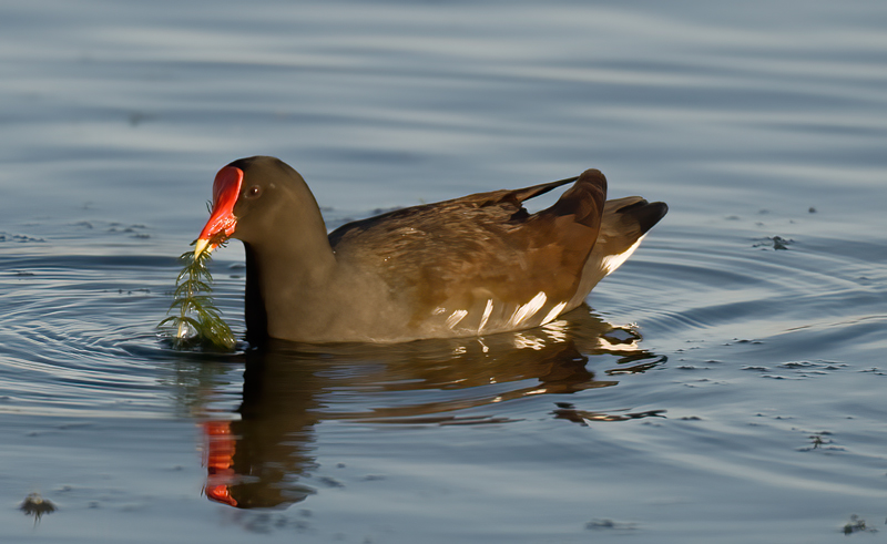 Common_Moorhen_09_FL_011