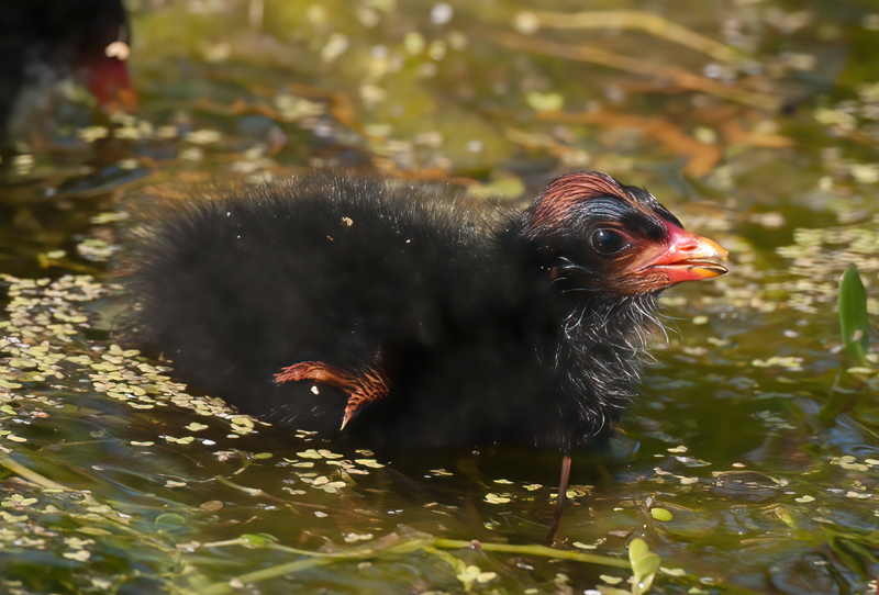 Common_Moorhen_10_FL_027