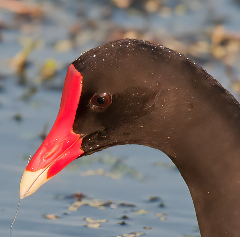Common_Moorhen_10_FL_098