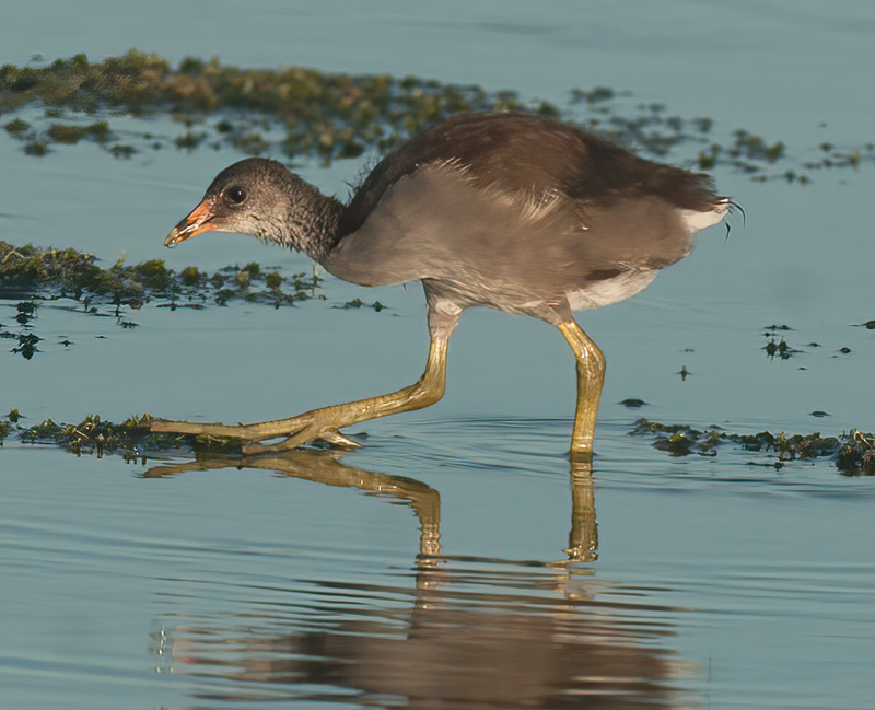 Common_Moorhen_10_FL_131