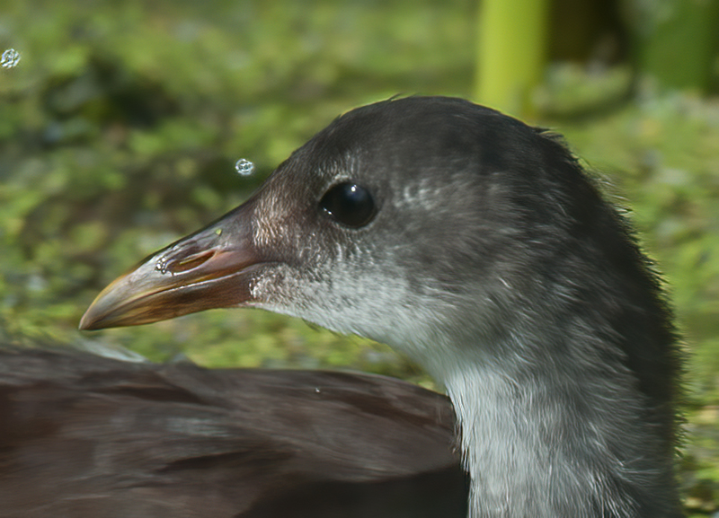 Common_Moorhen_10_FL_156