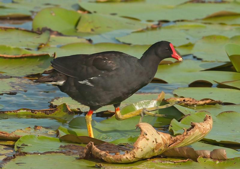Common_Moorhen_10_FL_163