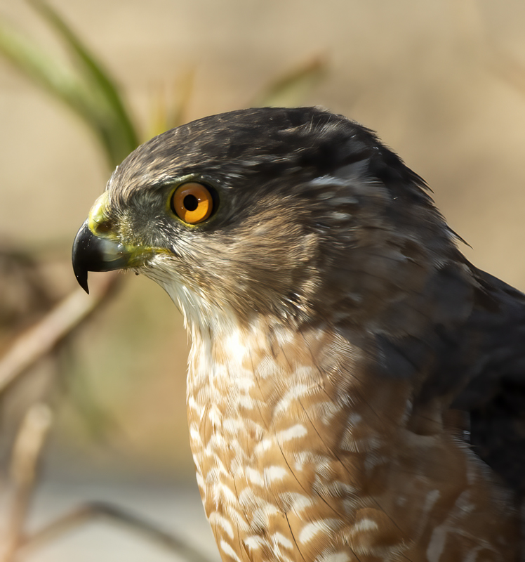 Coopers_Hawk_15_CA_010