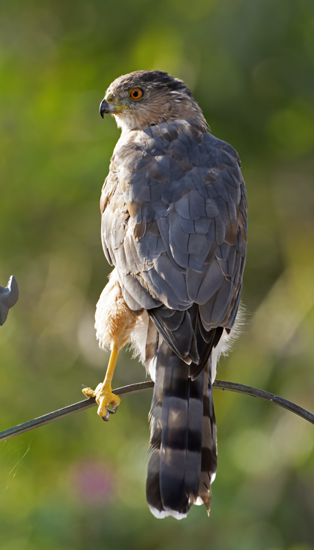 Coopers_Hawk_15_CA_020