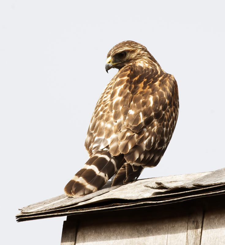 Coopers_Hawk_19_CA_002