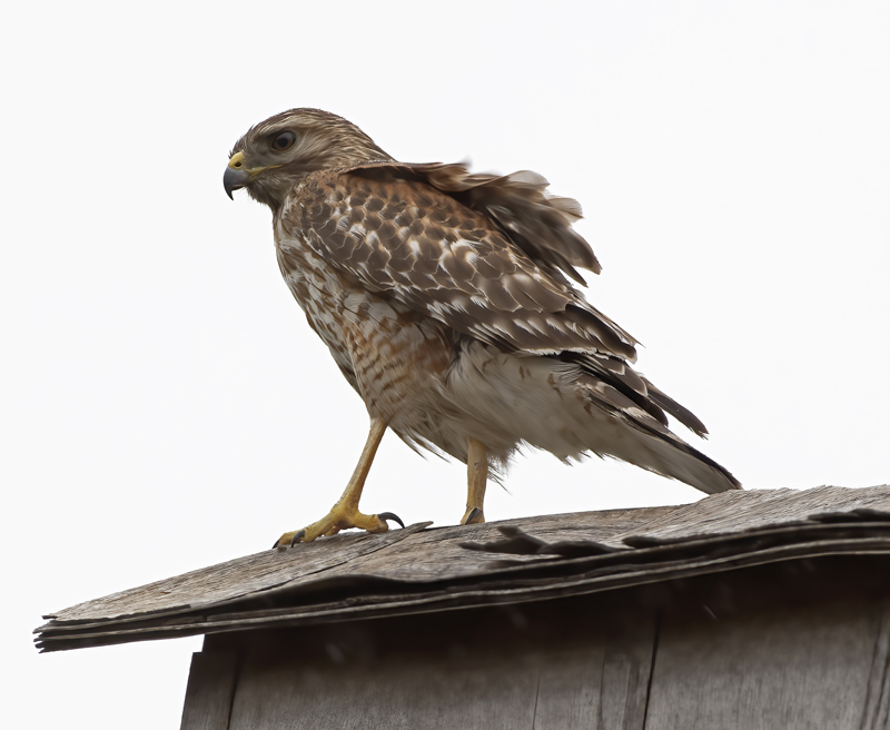 Coopers_Hawk_19_CA_052
