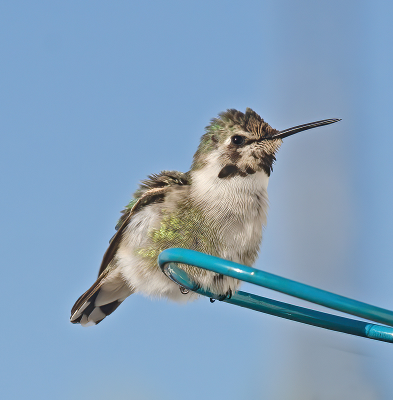 Costas_Hummingbird_13_CA_006