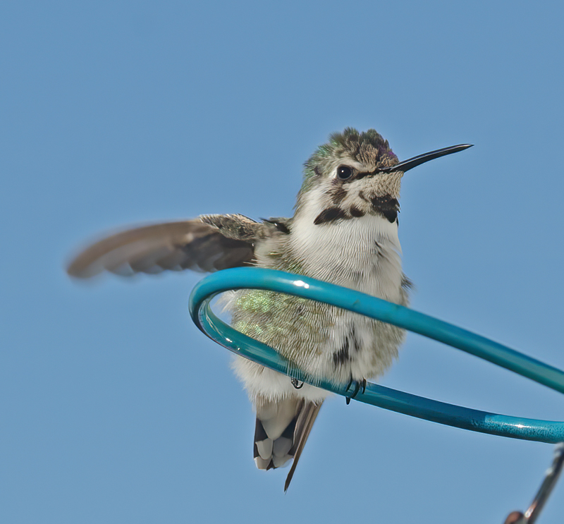 Costas_Hummingbird_13_CA_010