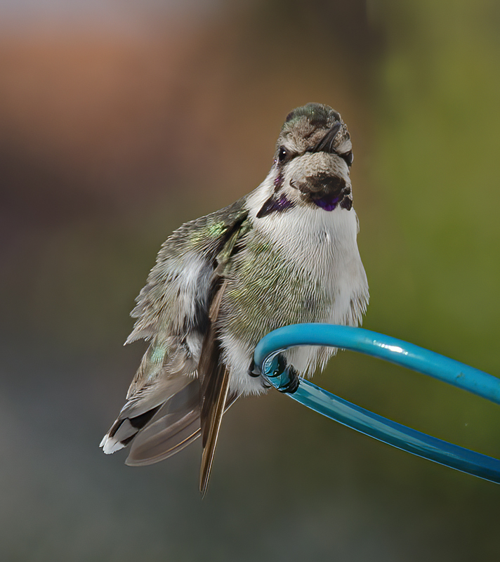 Costas_Hummingbird_13_CA_016