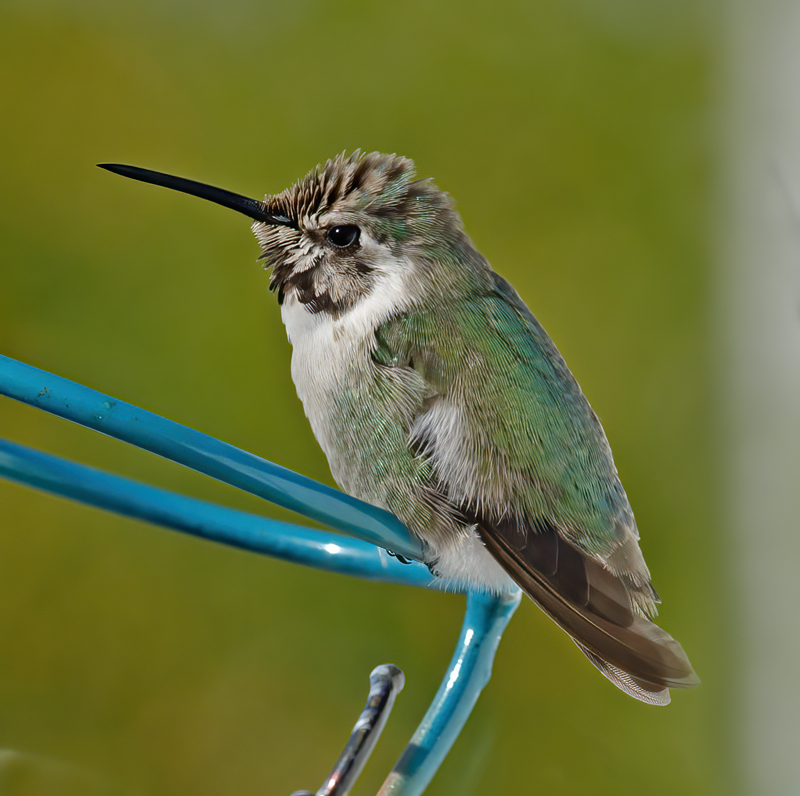 Costas_Hummingbird_13_CA_027