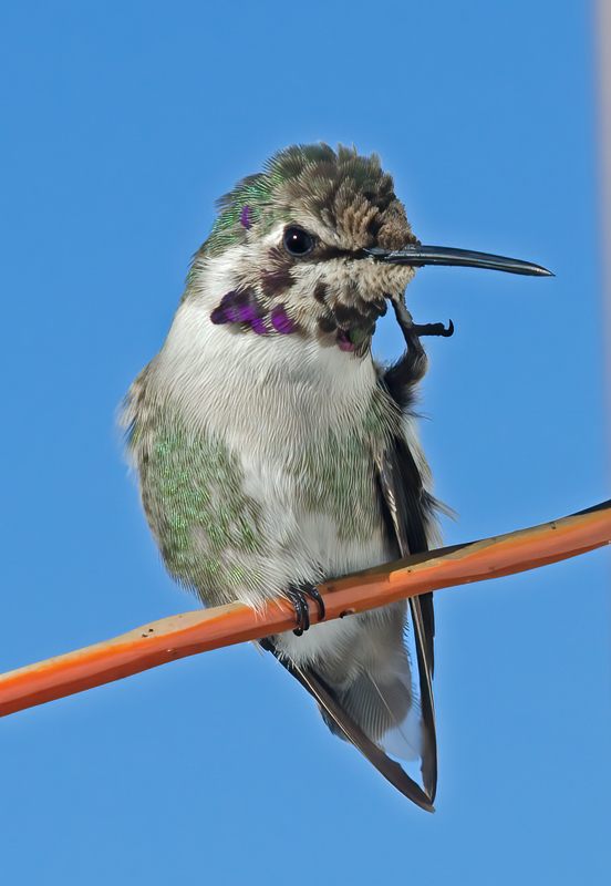 Costas_Hummingbird_13_CA_030