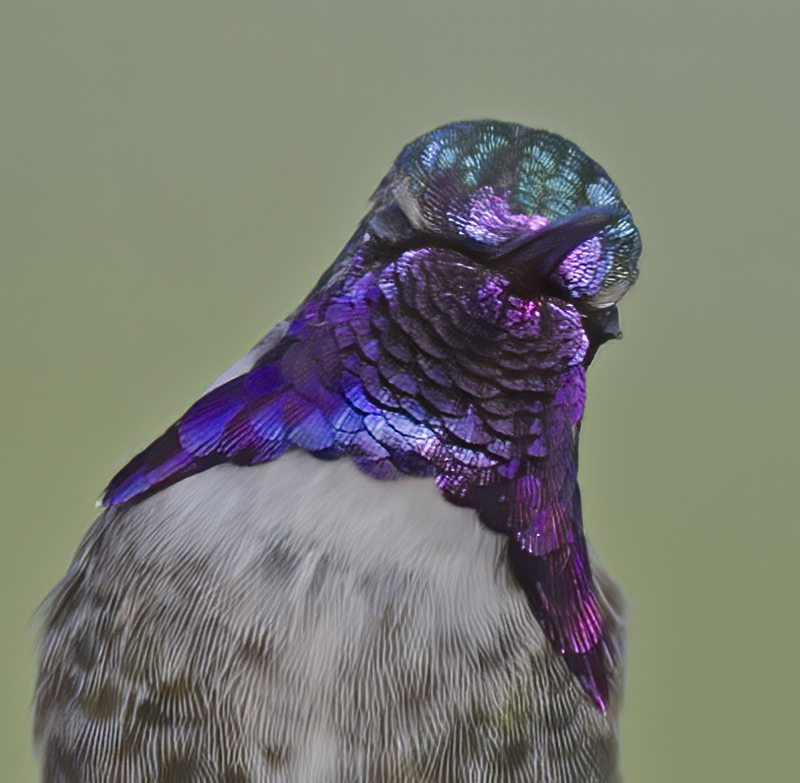 Costas_Hummingbird_14_CA_053