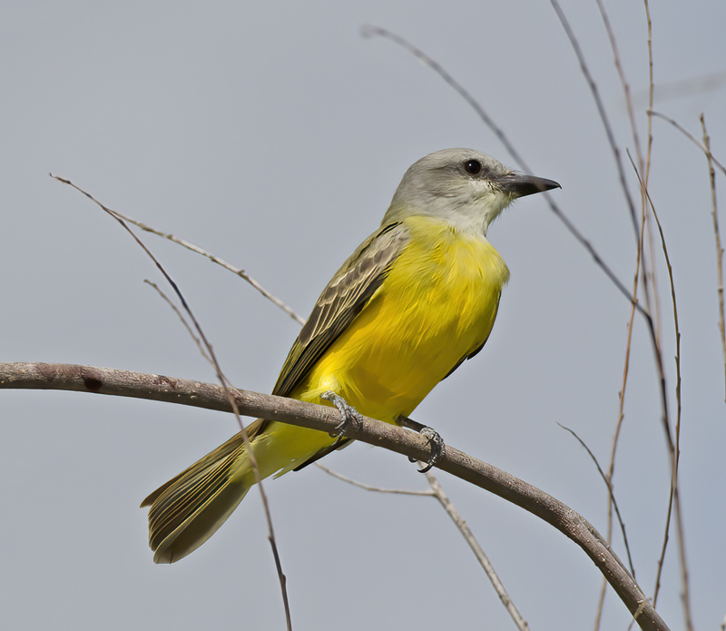 Couchs_Kingbird_12_TX_009
